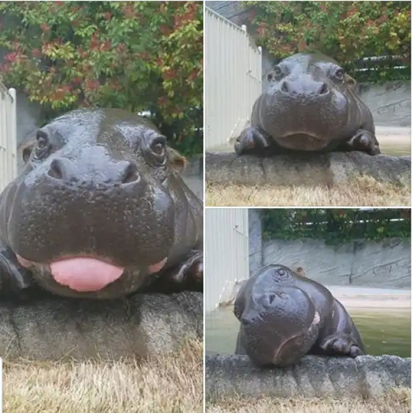 LOL! See How A Baby Hippo Posed For Photoshoot In A Zoo. Photos